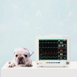 Veterinary Monitoring Equipment