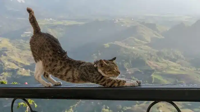 Cat’s 24 Hours