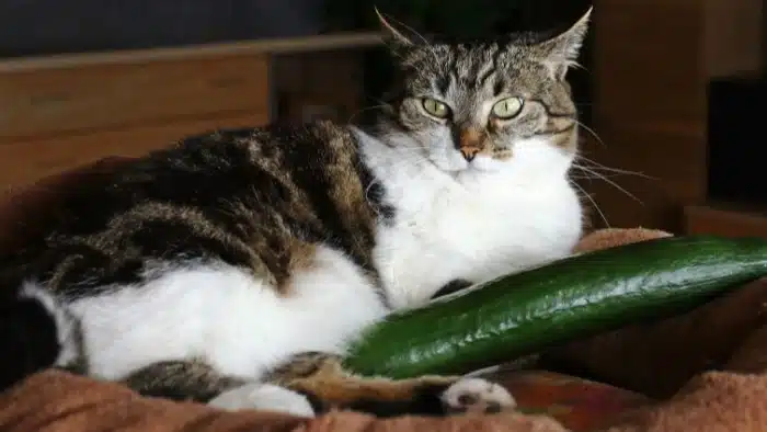 cat freak out