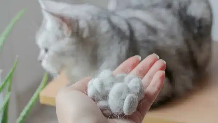 cats shed